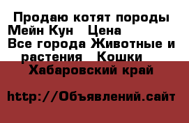 Продаю котят породы Мейн Кун › Цена ­ 12 000 - Все города Животные и растения » Кошки   . Хабаровский край